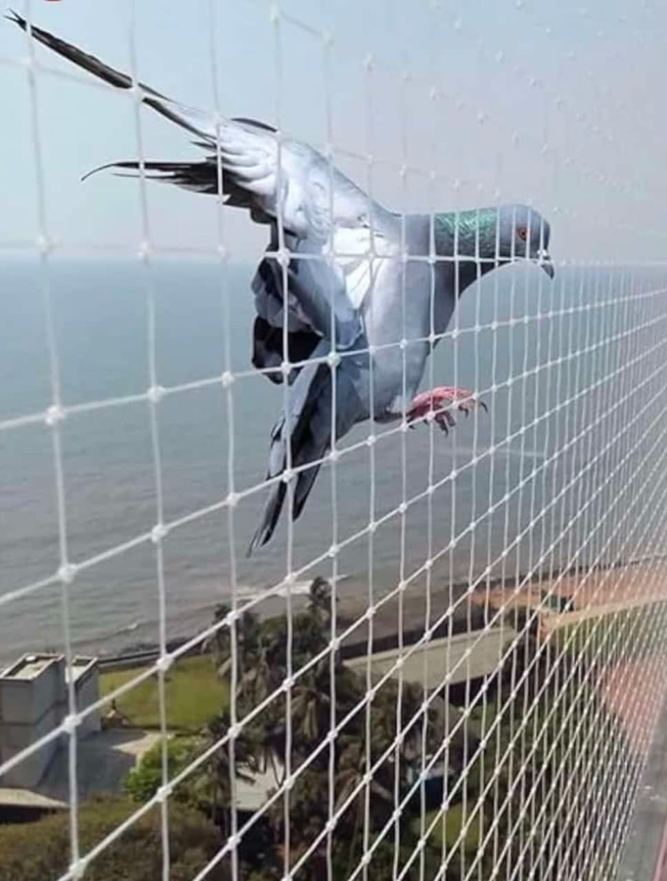 Pigeon safely blocked by a fitted balcony pigeon net